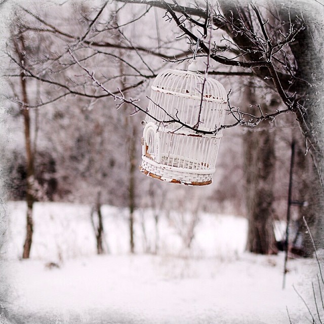 The Birdcage #winter #minnesota