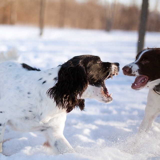 You're Gonna Hear Me Roar! The Brothers Springer playing ferociously. #ps_boutique #springerspaniels #50mm #sigmaphoto