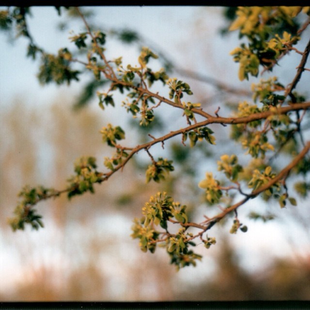 Soon to Bloom. Instant analog: #Polaroid #mamiya645 #fujifilm #paquinstudio #spring #Minnesota