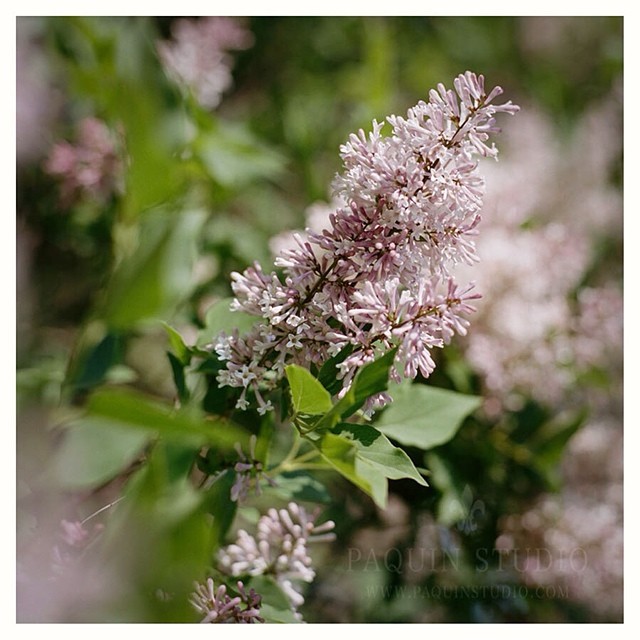 A little lilac - #portra400 #mamiya645 #paquinstudio #film #flowers #lovely