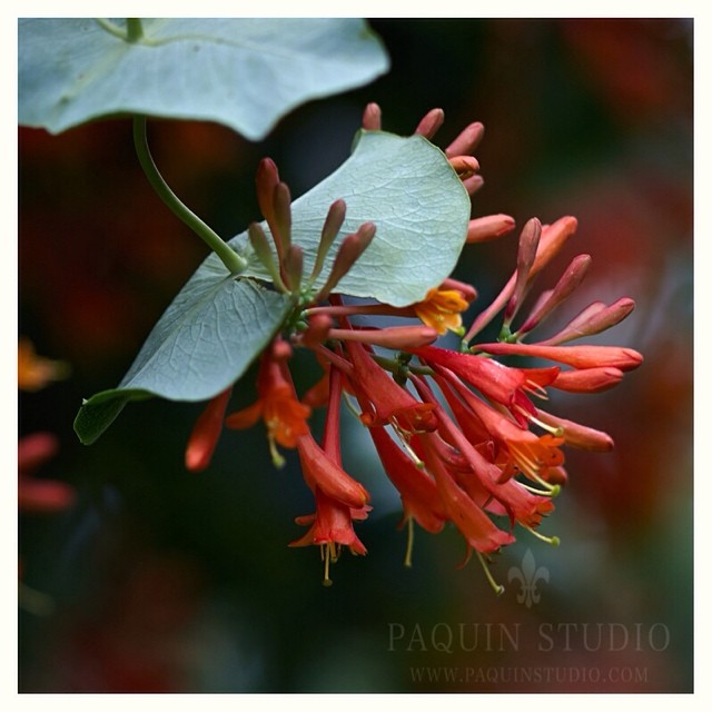 Honeysuckle in the garden. Testing out my new-to-me vintage #mamiya645 150mm f/2.8 lens. #Minnesota #paquinstudio