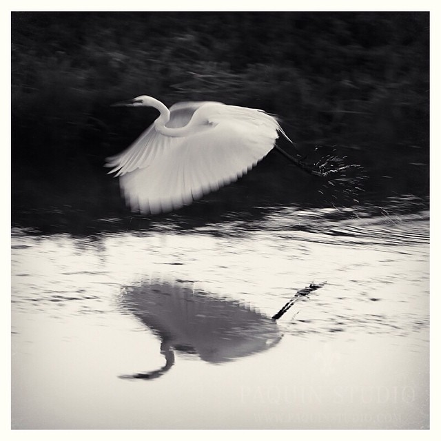 Slow shutter speed at take off. #egret #paquinstudio #Owatonna #canon1DIII