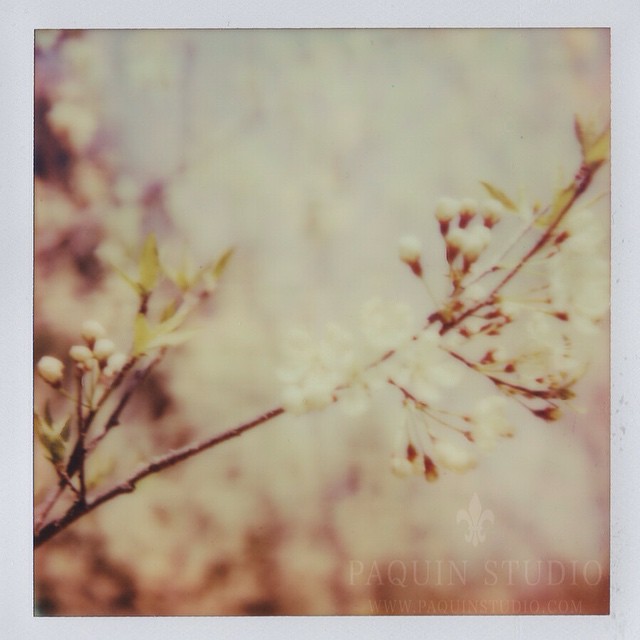 Polaroid Pastels in Spring