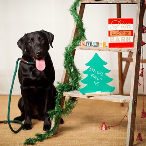 Atticus had his holiday card picture taken