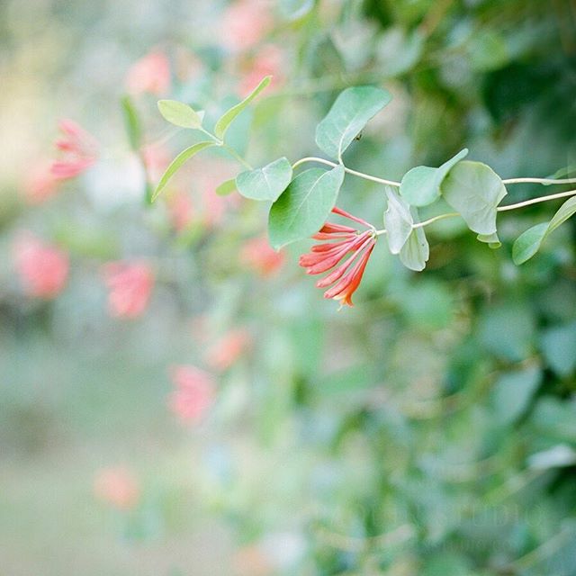 Sweetness of honeysuckle (and neither is my camera).